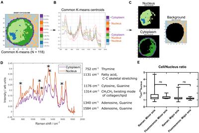 Single Cell Label-Free Probing of Chromatin Dynamics During B Lymphocyte Maturation